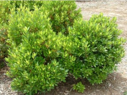 Jahodovec obyčajný 'Compacta'