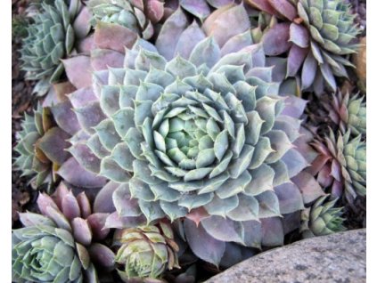 Skalnica 'Lilac Time' - Sempervivum 'Lilac Time'