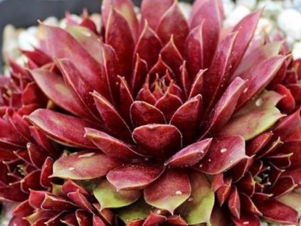 Skalnica 'Marland Ruby' - Sempervivum 'Marland Ruby'
