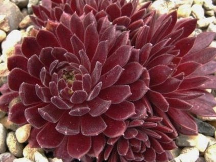 Skalnica 'Terracotta Baby' - Sempervivum 'Terracotta Baby'