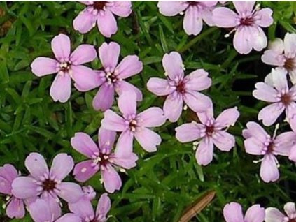Silenka bezbyľová 'Floribunda' - Silene acaulis 'Floribunda'