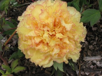 Pivonka drevitá 'Chromatella'