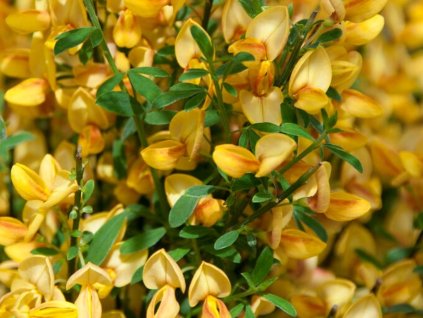 Zanoväť 'Apricot Gem'