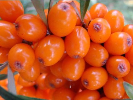 Rakytník rešetliakový 'Červená pochodeň'