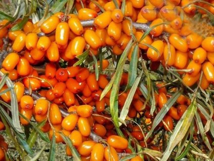 Rakytník rešetliakový 'Sudaruška'