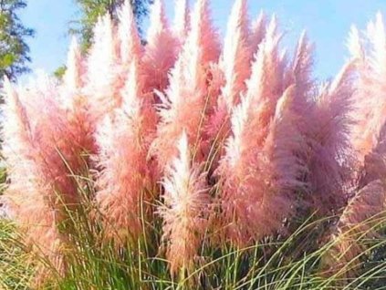 Pampová tráva 'Rose Feather' - Cortaderia selloana 'Rose Feather'