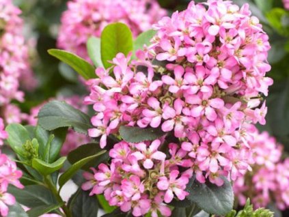 Eskalónia 'Pink Elle'