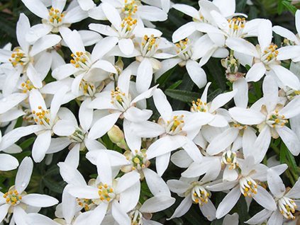 Choisie/mexický pomarančovník 'White Dazzler'