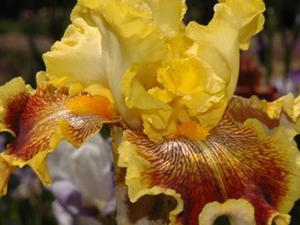 Kosatec sibírsky 'Tiger Butter'