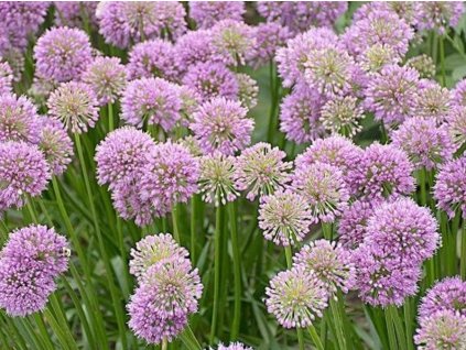 Cesnak 'Millenium' - Allium 'Millenium'