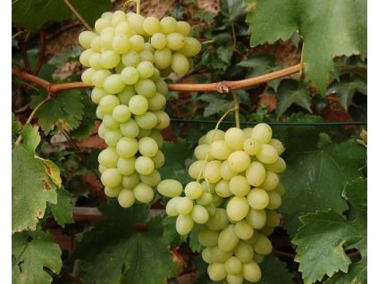 Vinič 'Isabella biela'