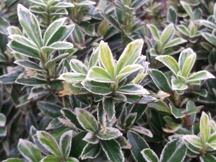 Bršlen japonský 'Microphyllus Albovariegatus'