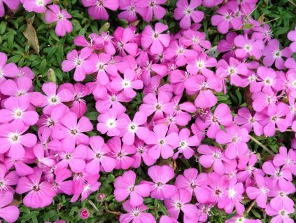 Mydlica 'Bressingham' - Saponaria x hybr. 'Bressingham'