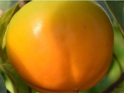 Hurmi Kaki 'Rojo Brillante'