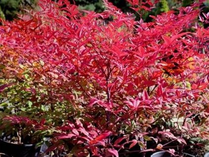 Nandina domáca  'Rubra Nana'