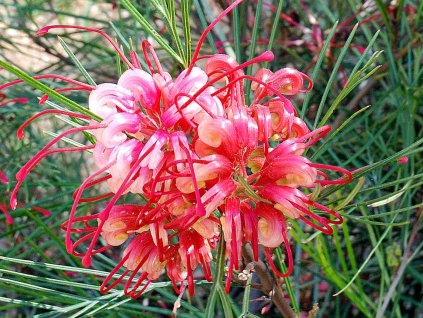 Grevillea johnsonii