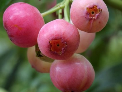 Kanadská čučoriedka 'Pink Berry'