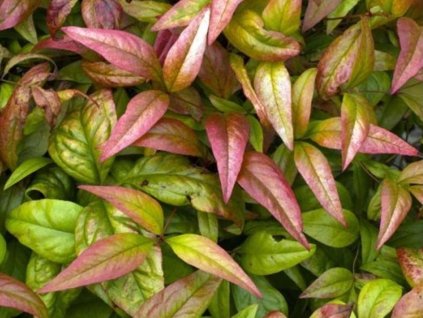 Nandina domáca 'Compacta'
