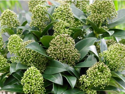 Skimia japonská 'Fragrant Cloud'