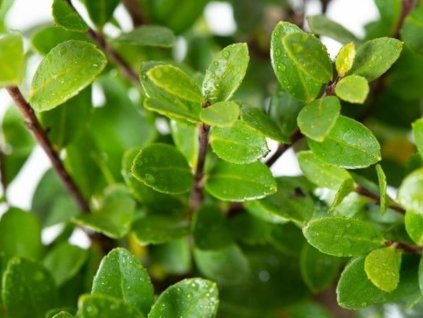 Cezmína vrúbkovaná 'Jelena'