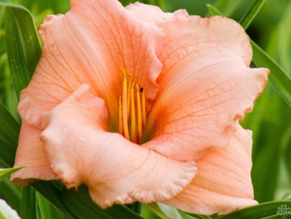 Ľaliovka 'On and On' - Hemerocallis 'On and On'