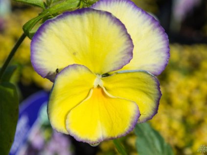 Fialka 'Etain' - Viola 'Etain'