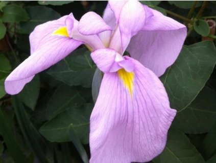 Kosatec Kaempferov 'Darling' - Iris kaempferi 'Darling'