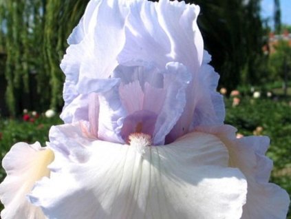 Kosatec Kaempferov 'Mist Falls' - Iris kaempferi 'Mist Falls'