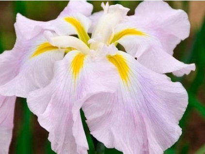 Kosatec Kaempferov 'Pink Frost' - Iris kaempferi 'Pink Frost'