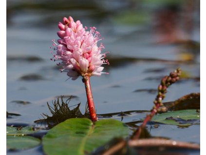 Hadovník- Persicaria bistorta