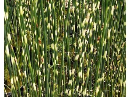 Škripinec Tabernaemontanov 'Zebrinus' - Schoenoplectus tabernaemontanii 'Zebrinus'
