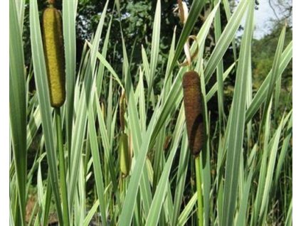Pálka širokolistá 'Variegata' - Typha latifolia 'Variegata'