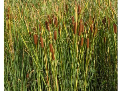 Pálka Laxmannova - Typha laxmannii