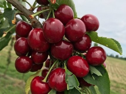 Čerešňa 'Elegant Regal'