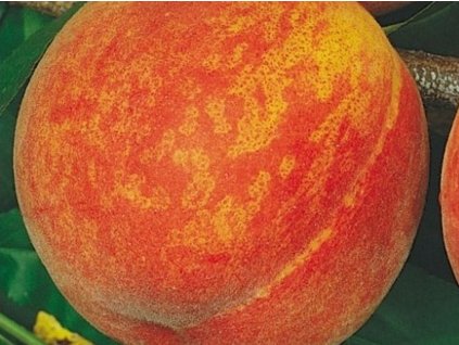 Broskyňa 'Tardibelle'