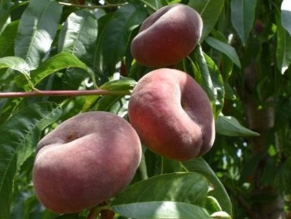 Broskyňa 'Platybest' - kontajner