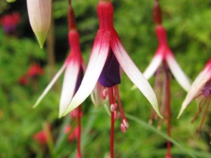 Fuksia magellonská var. eburnea