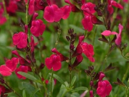 Šalvia Greggova Mirage 'Burgundy' - Salvia greggii Mirage 'Burgundy'
