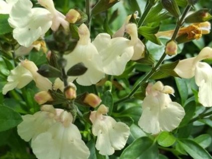 Šalvia Greggova Mirage 'Cream' - Salvia greggii Mirage 'Cream'