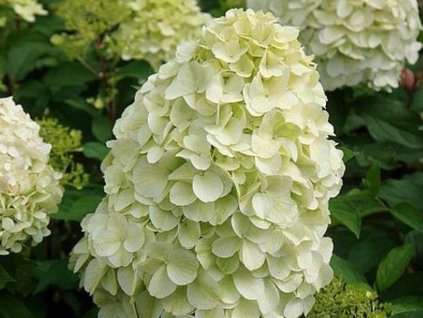 Hortenzia metlinatá 'Hercules®'