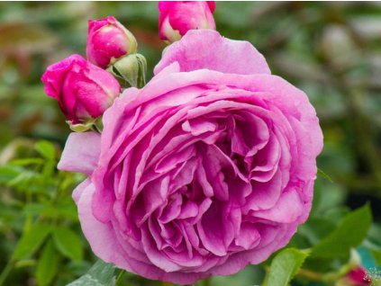 Ruža 'Lilac Topaz®'