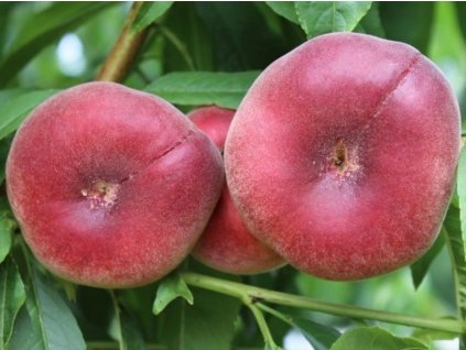 Broskyňa 'Platibelle Platty'