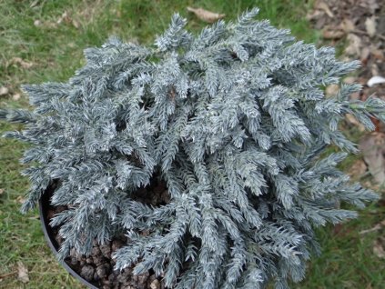 Borievka šupinatá 'Tropical Blue'