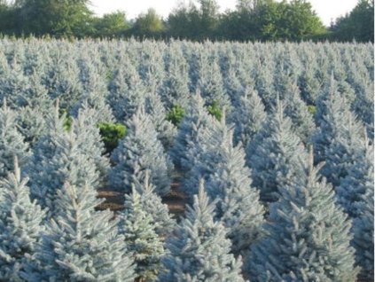 Smrek pichľavý 'Bizon Blue'