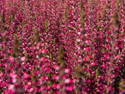 Vres obyčajný 'Selma'