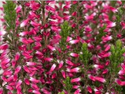 Vres obyčajný 'Lioba'