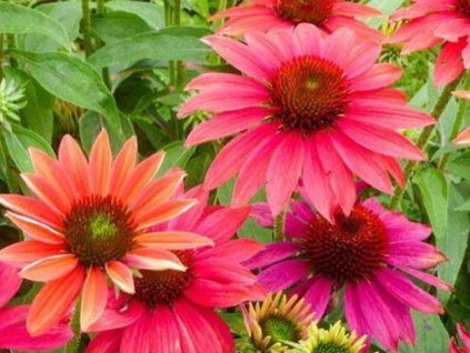 Echinacea purpurová Sombrero 'Tres Amigos' - Echinacea purpurea Sombrero 'Tres Amigos'