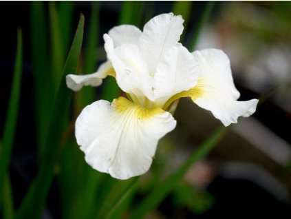 Kosatec sibírsky 'White Swirl' - Iris sibirica 'White Swirl'