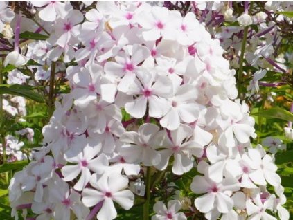 Flox metlinatý 'Nirwana' - Phlox paniculata 'Nirwana'