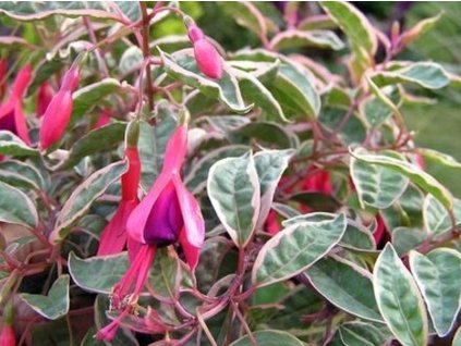 Fuksia magellonská 'Tricolor'